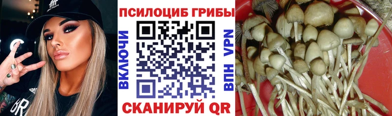 Купить Гаврилов-Ям Псилоцибиновые грибы MAGIC MUSHROOMS